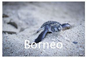 borneo