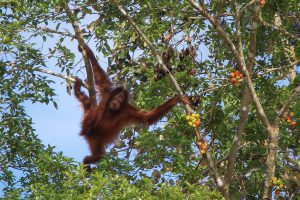 Kinabatangan, Borneo