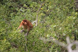 Bako, Borneo