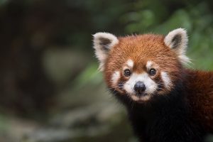 Chengdu, China