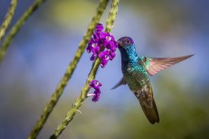 Manu NP, Peru