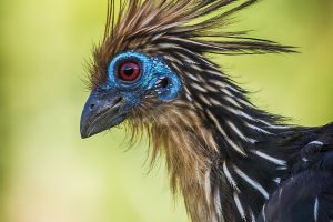 Manu NP, Peru