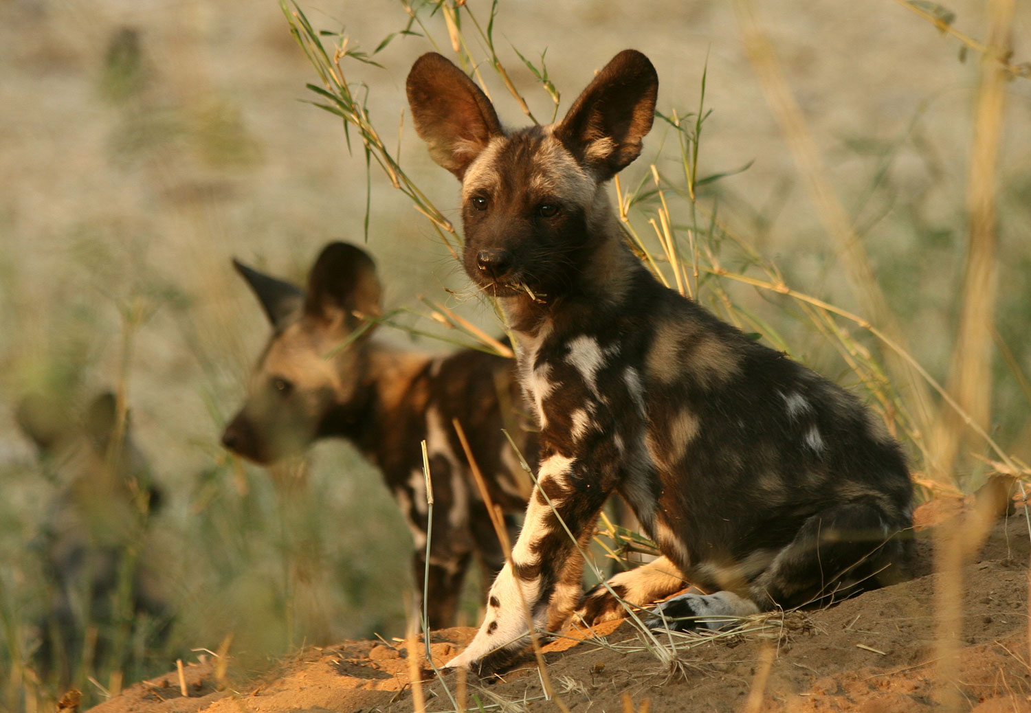 African wild dog pups. Photo.