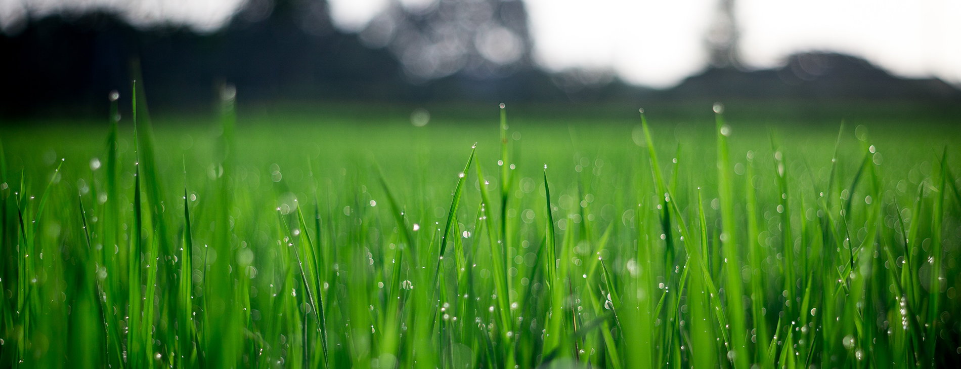 Ontdek hoe u zelf een professional
kan zijn om uw gras te onderhouden