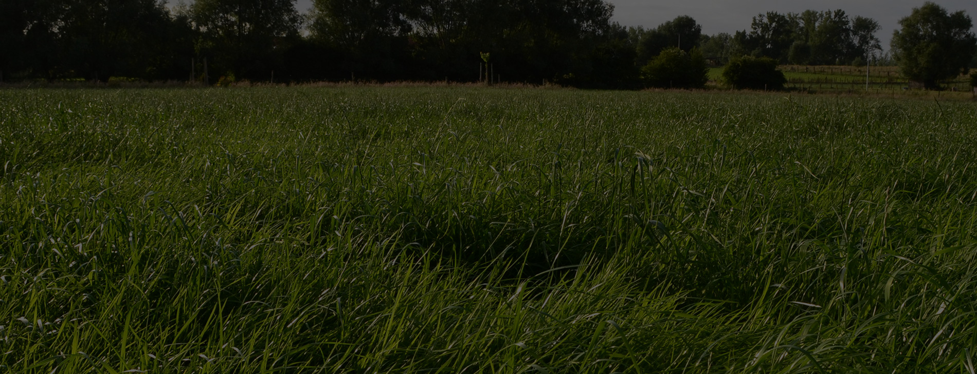 Demo grasland- en gazonvernieuwing
- 23 augustus - 