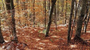 Autunno in alta valle - ALBERTINI GIANCARLO