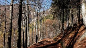 Autunno in alta valle - ALBERTINI GIANCARLO