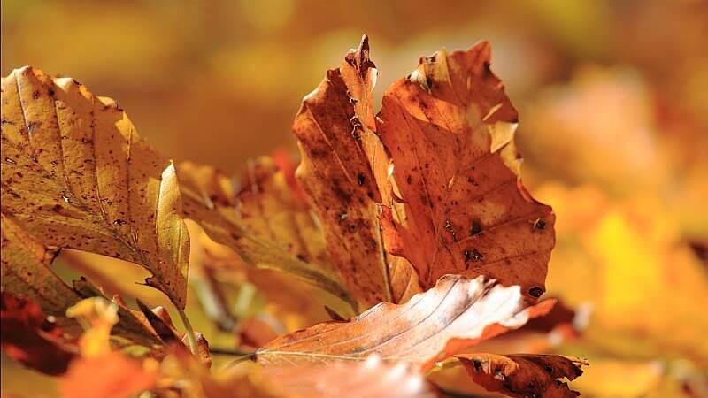 Autunno in alta valle_ALBERTINI GIANCARLO