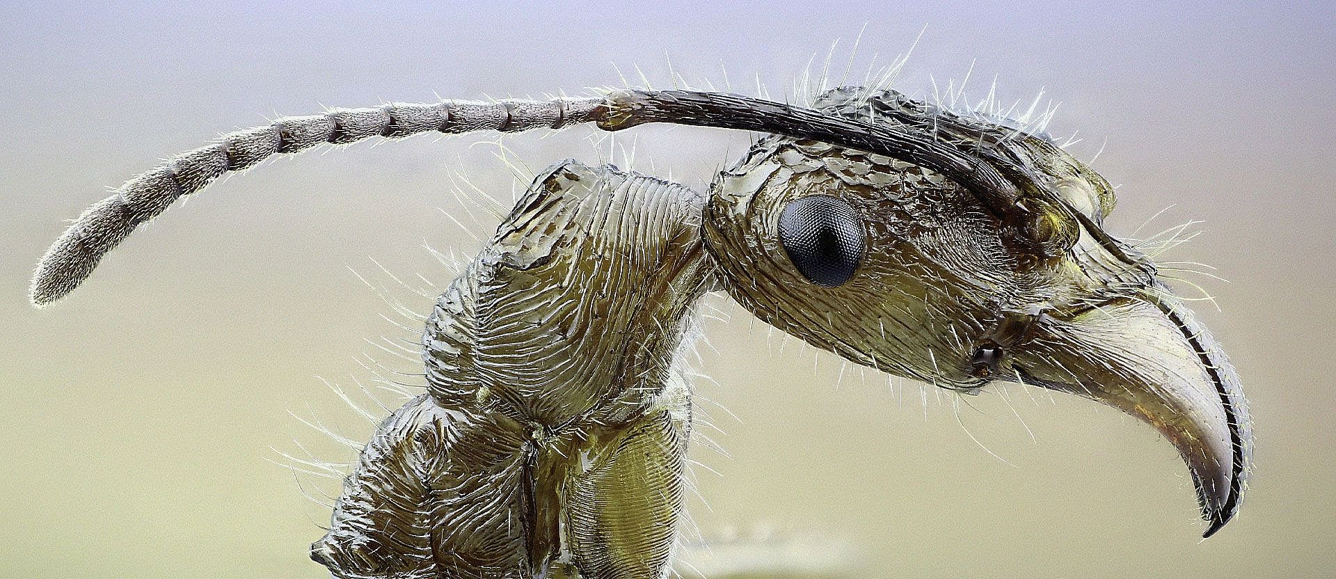 Microcosmo di GIORGIO CIVIDAL