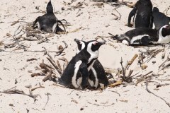 Pinguine-Südafrika-Reportage