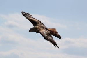Lire la suite à propos de l’article N’aies pas peur du corbeau