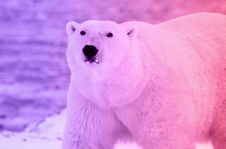 Lire la suite à propos de l’article The story of a woman and a hungry polar bear