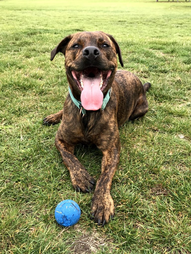 Problemhund MALMÖ OCH SKÅNE. Pitbullterrier. Denna hund var riktigt trevlig och snäll. Det är oftast hundägaren som är problemet.