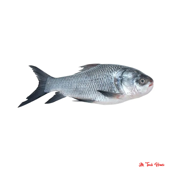 Katla Fish