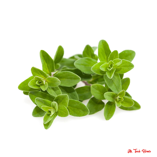 Marjoram