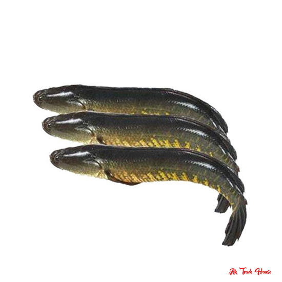 Taki Fish