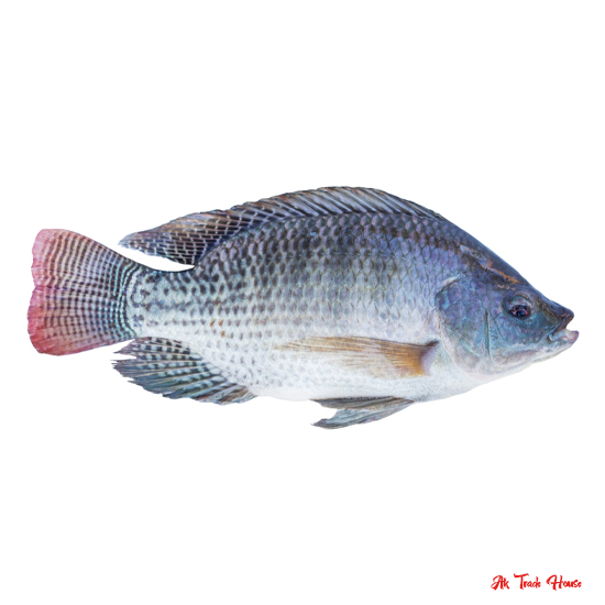 Telapia Fish