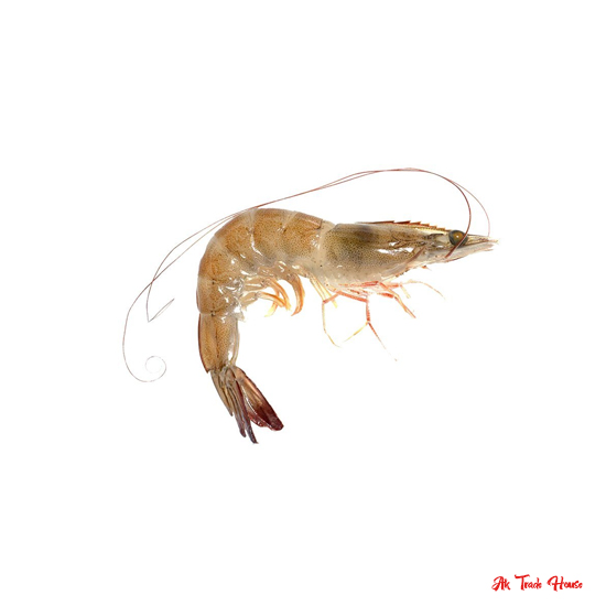 Vannamei Shrimp