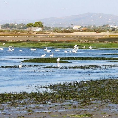 Bird watching Tavira 