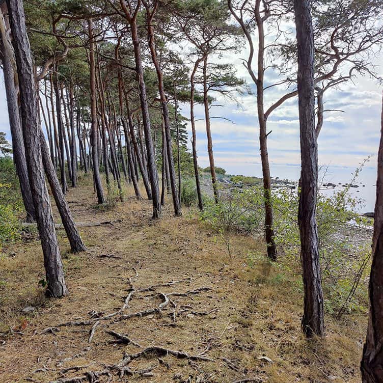 Wandelroute langs de kust van Öland door een dennenbos.