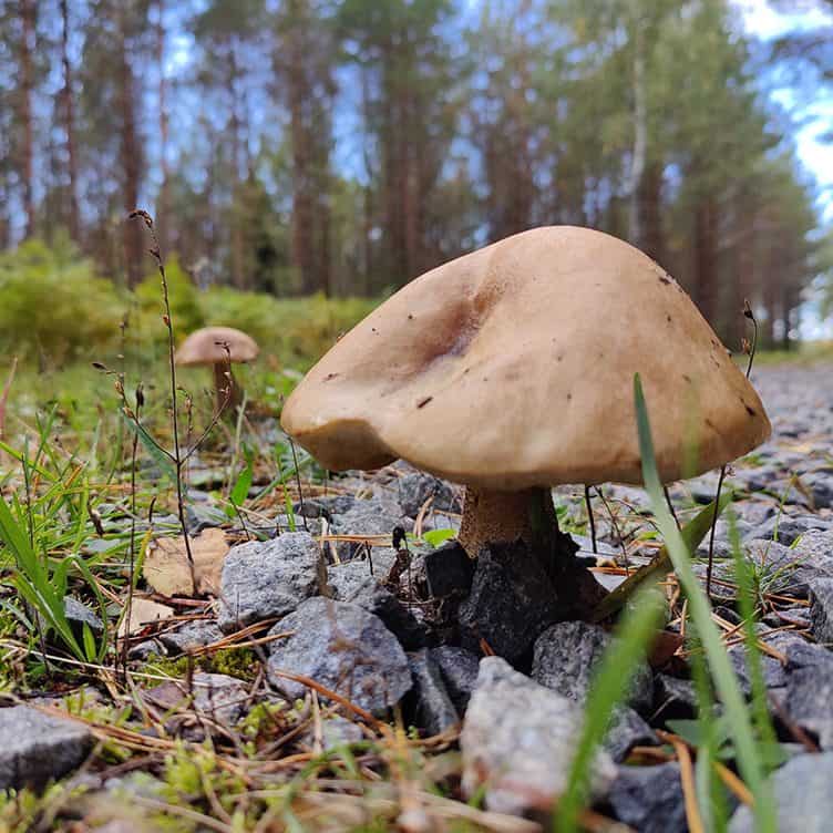 Een paddenstoel in het bos in Zweden.