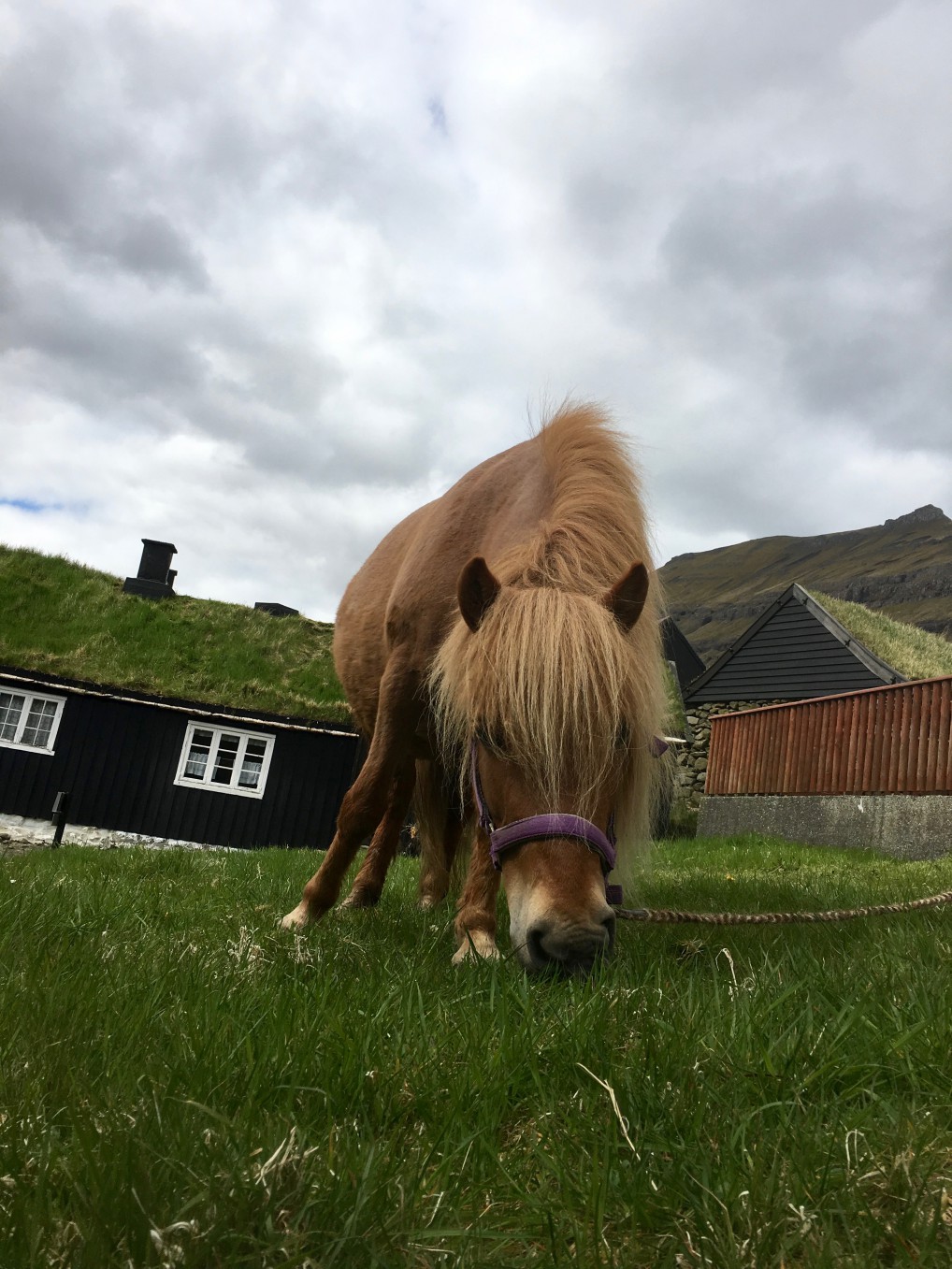 Færisk hest som gresser