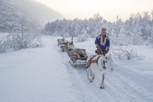 Sami Siida Alta Vinter i Finnmark. Rein og vinterlandskap.
