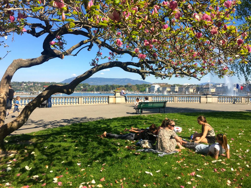 På Rive gauche, venstre bredd, ligger luksushotellene i Genève på rekke og rad. Heldigvis er det også plass til piknik i parken og bruktbutikker. 