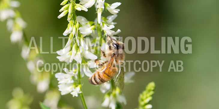 BIväxter - Vit sötväppling (Melilotus albus)