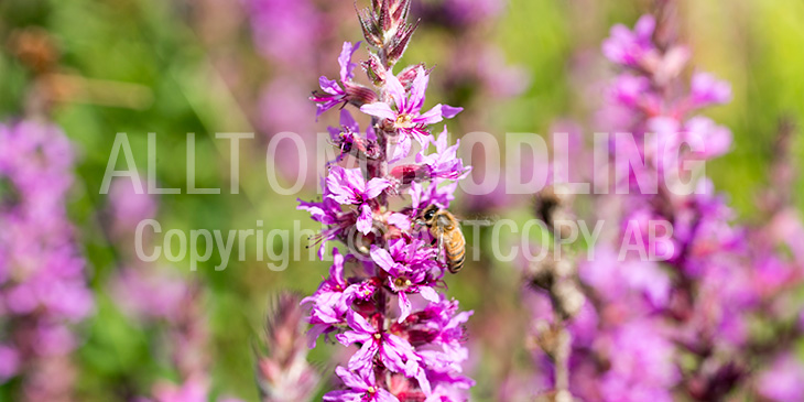 Biväxter - Fackelblomster (Lythrum salicaria)