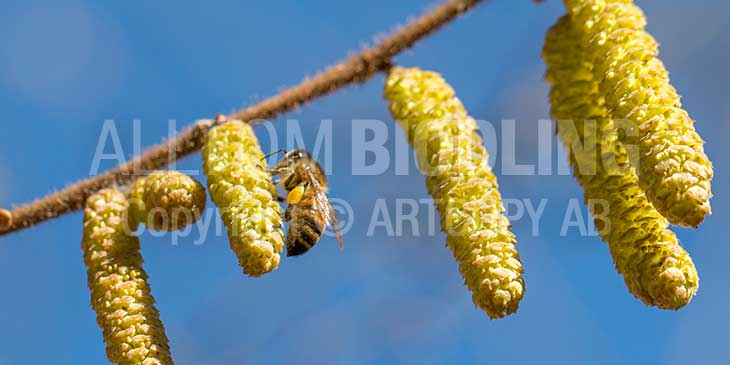 Biväxter - Hassel (Corylus avellana)