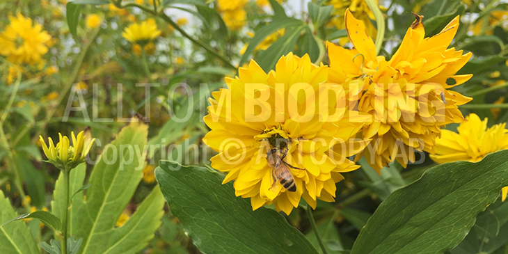 Biväxter - Höstrudbeckia (Rudbeckia laciniata) Höstrudbeckia, Guldboll eller Dassblomma