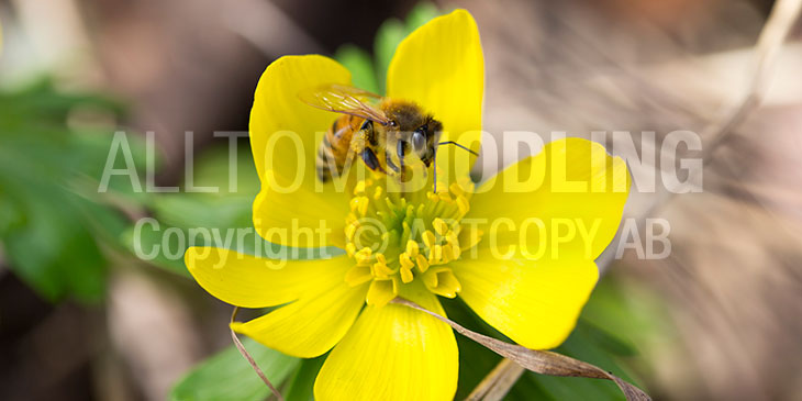 Biväxter - Vintergäck (Eranthis hyemalis)