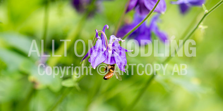 Biväxter - Akleja (Aquilegia vulgaris)