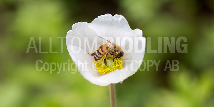 Biväxter - Alpsippa (Anemone alpina)