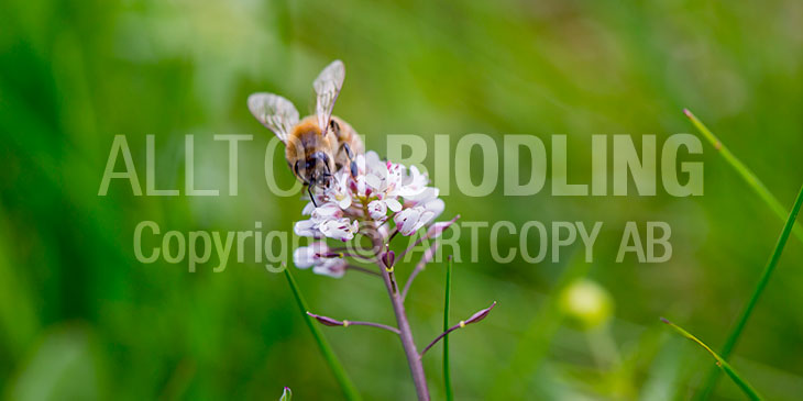 Biväxter - Backskärvfrö (Thlaspi caerulescens)