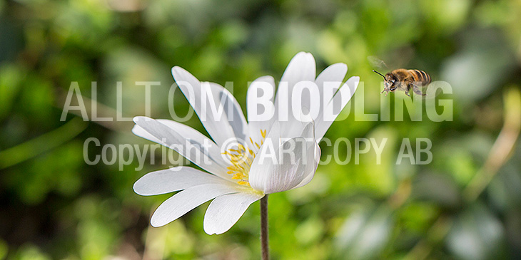 Biväxter - Balkansippa (Anemone blanda)