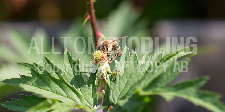 Biväxter - Björnbär (Rubus subg. Rubus)