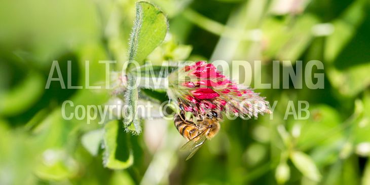Biväxter - Blodklöver (Trifolium incarnatum)