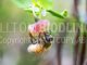 Biväxter - Blåbär (Vaccinium myrtillus)
