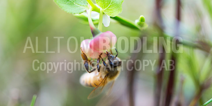 Biväxter - Blåbär (Vaccinium myrtillus)