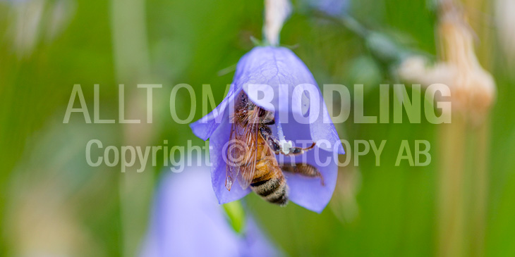 Biväxter - Blåklocka (Campanula spp.)