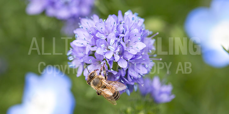 Biväxter - Bollgilia (Gilia capitata)