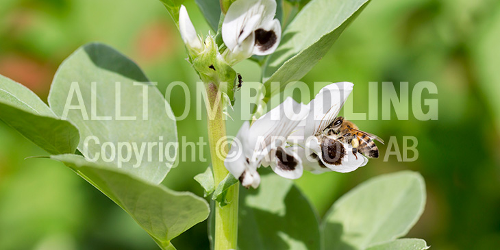 Biväxter - Bondböna (Vicia faba)