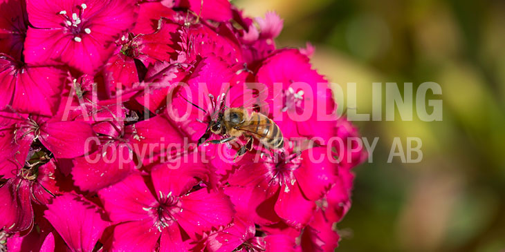 Biväxter - Borstnejlika (Dianthus barbatus)