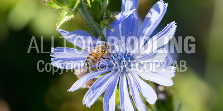 Biväxter - Cikoria (Cichorium intybus)