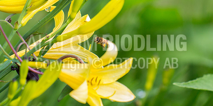 Biväxter - Liljesläktet (Lilium spp.)