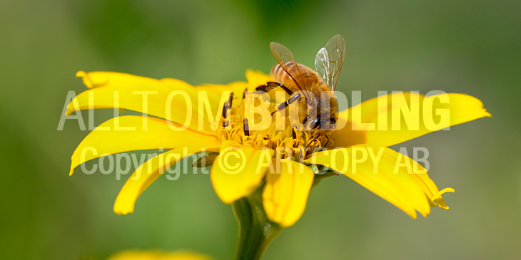 Biväxter - Dagögon (Heliopsis spp.)