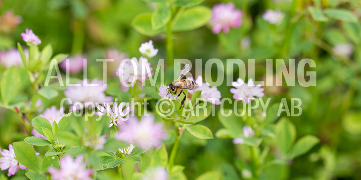 Biväxter - Doftklöver / Perserklöver (Trifolium resupinatum)