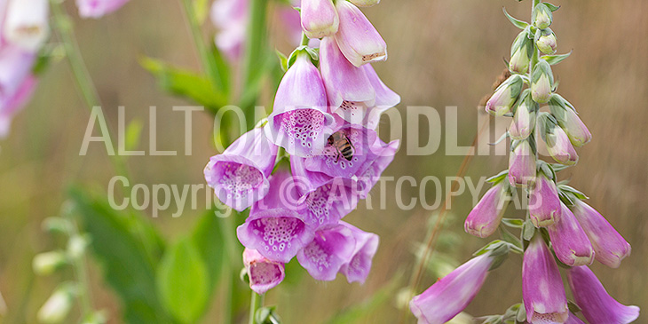 Biväxter - Fingerborgsblomma (Digitalis purpurea)